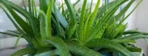 Aloe Vera