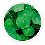Gotu Kola