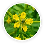 Graveolens & Hyaluronic Acid