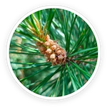 Lemon Peel & Scots Pine