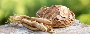 Panax Ginseng