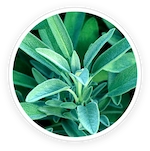 Sage & Vitamin C