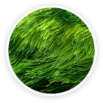 Spirulina