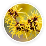 Witch Hazel & Horsetail